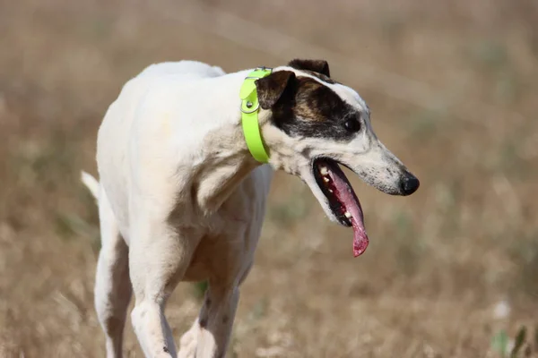 美しいスペインのグレイハウンド犬エネルギー狩りレース — ストック写真