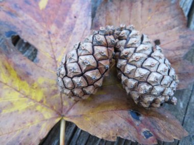 Ağaçtan düşen kuru yapraklar soğuk sonbahar üzgün mevsim ananas döngüsünün sonu