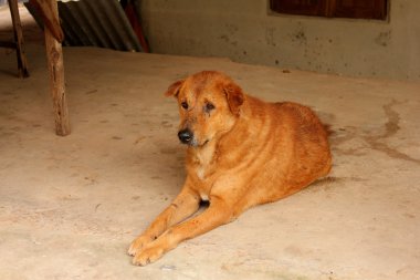 yaralanma köpek