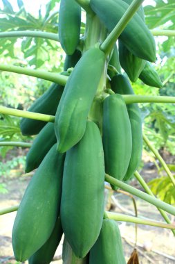 Ağaçtaki papaya