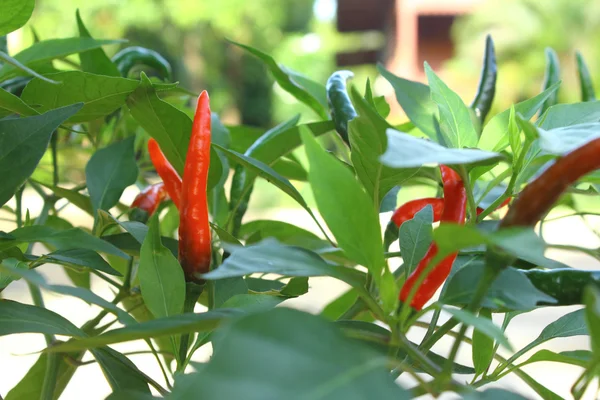 Frisches Chili auf dem Baum — Stockfoto