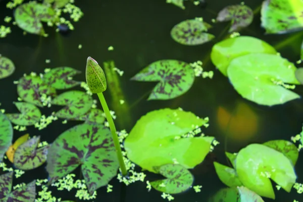 Blue water lily — Stock Photo, Image