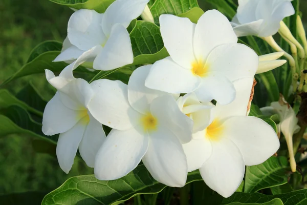 Fiori di Frangipani . — Foto Stock