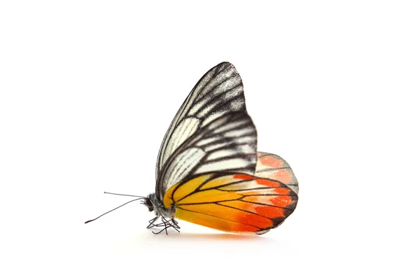 Gelb-oranger Schmetterling — Stockfoto