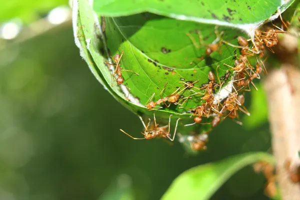 Červený mravenec — Stock fotografie