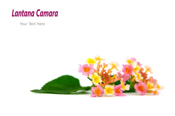Lantana camara — Stock Photo, Image