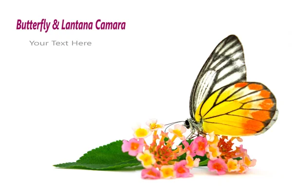 Kelebek & güzel flowe