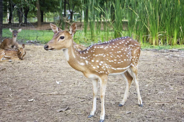 Whitetail Geyik — Stok fotoğraf