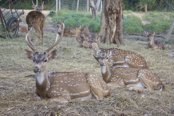 DEER BRANCO — Fotografia de Stock