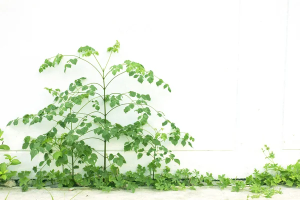 Den gröna växten — Stockfoto