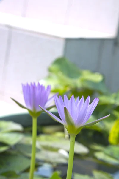 Groene lotus — Stockfoto