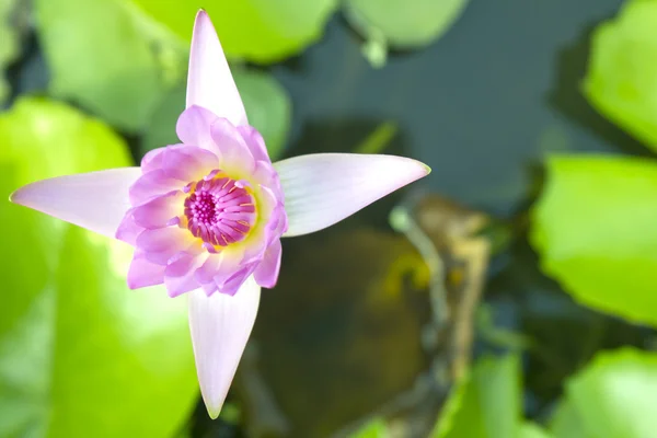 Groene lotus — Stockfoto