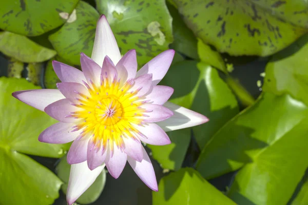 Gröna lotus — Stockfoto