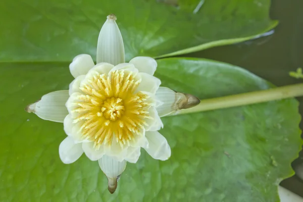 Gröna lotus — Stockfoto