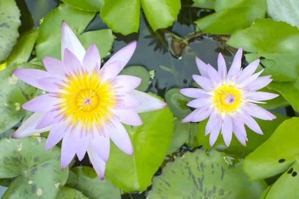 Lotus verde — Foto Stock
