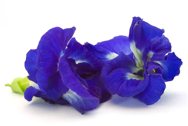 Pisello Farfalla Blu — Foto Stock