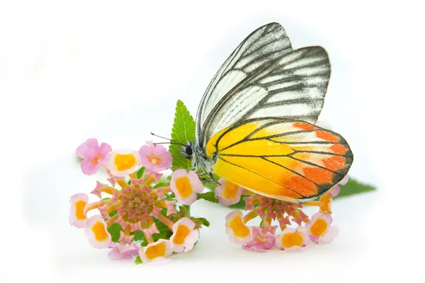 蝶 & 美しい花 — ストック写真