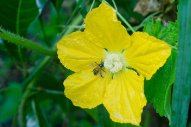 Sarı çiçekli arı