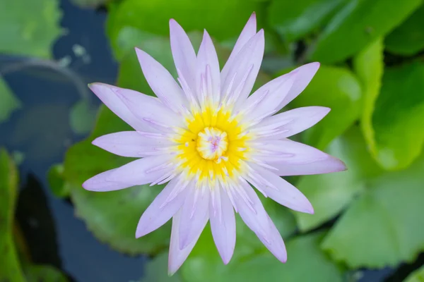 Gröna lotus — Stockfoto