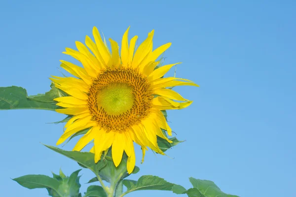 Girasol —  Fotos de Stock