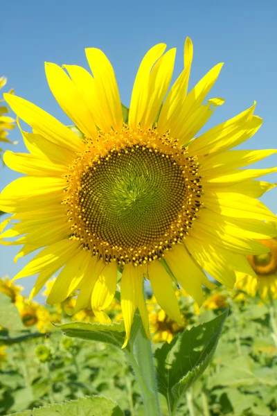 Girasol —  Fotos de Stock