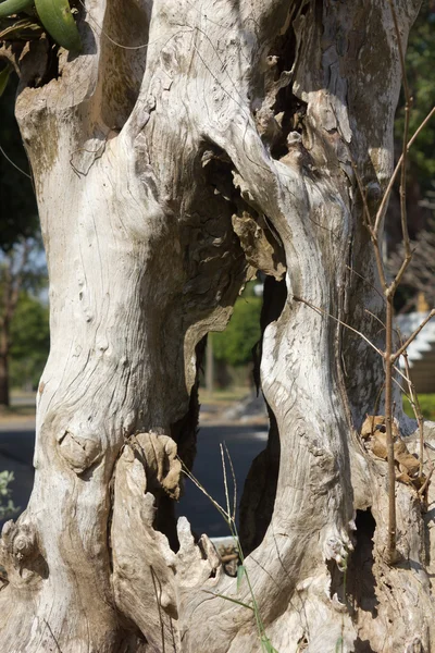 Branche d'arbre mort — Photo