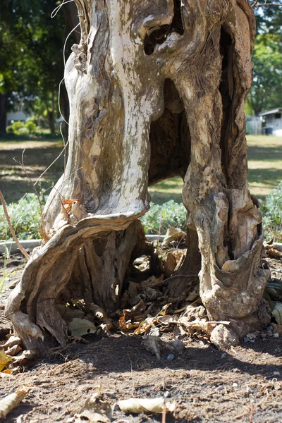 Ветка мёртвых деревьев — стоковое фото