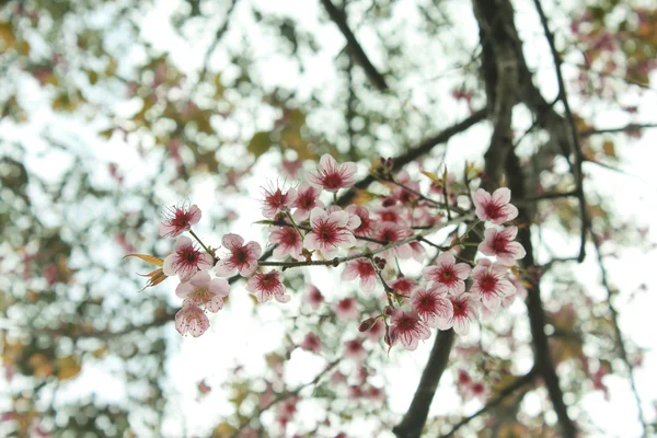 Wiśniowe kwiaty (Sakura) — Zdjęcie stockowe