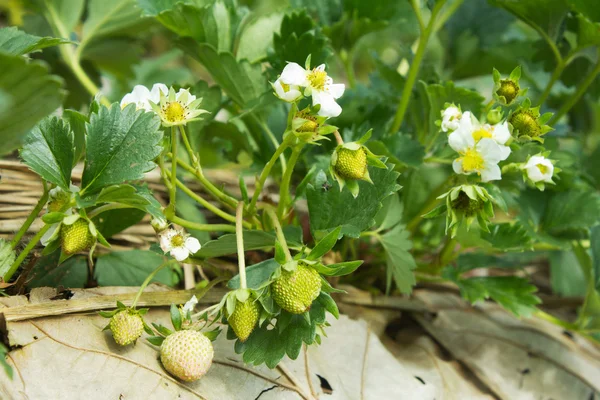 Erdbeerblüte — Stockfoto