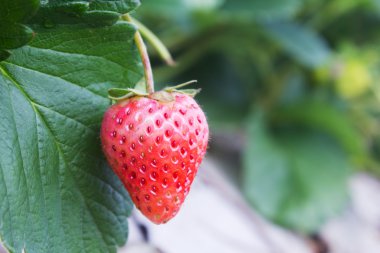 Olgun kırmızı stawberries