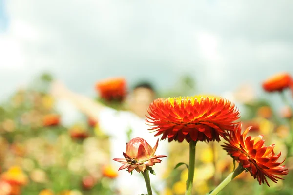 Sláma květina nebo věčné — Stock fotografie