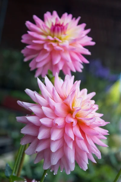 Pink dahlia Bloom — Stock Photo, Image