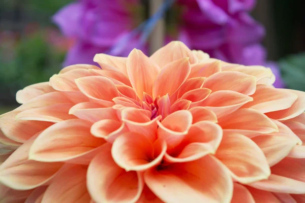 Close-up of an orange and red dahlia — Stock Photo, Image