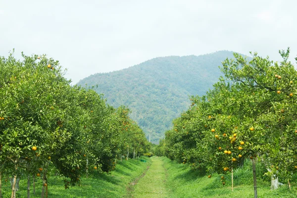 Campo naranja — Foto de Stock