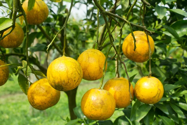 Fruta laranja — Fotografia de Stock