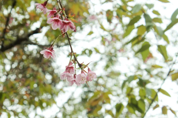 Třešňové květy (Sakura) — Stock fotografie