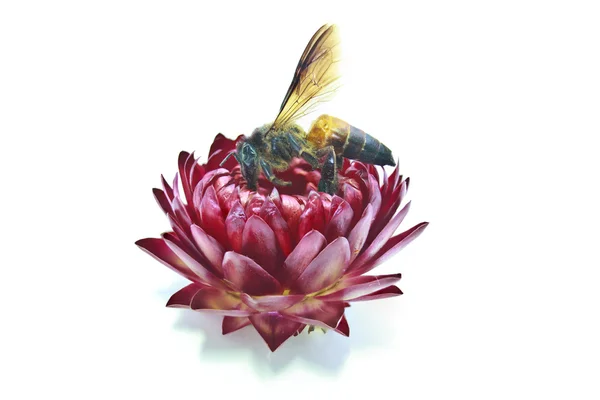 わらの花とミツバチ — ストック写真