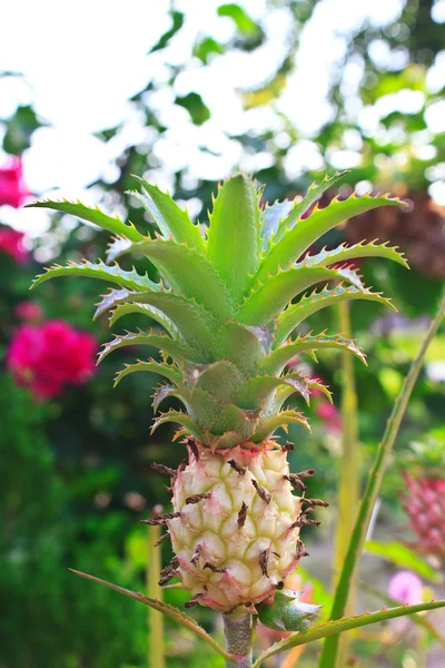 Una piña joven en la granja  . — Foto de Stock