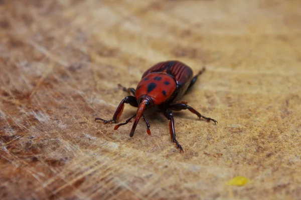 Beetle sitting on the wood — Stock Photo, Image
