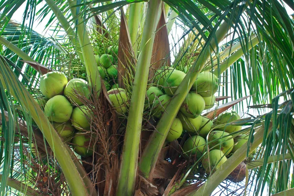 Kelapa muda — Stok Foto