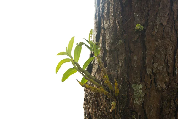 Orquídea na árvore na floresta — Fotografia de Stock