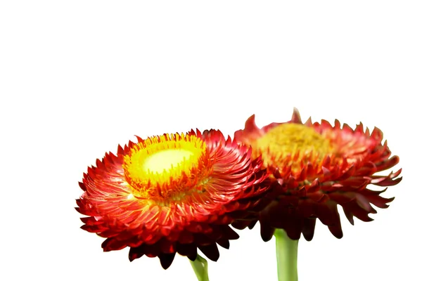 Straw flower or everlasting — Stock Photo, Image