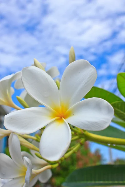 Fleur de frangipanier — Photo