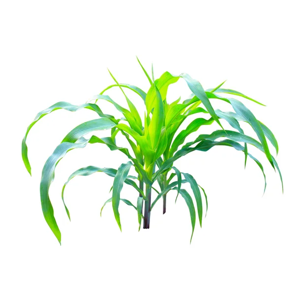 Corn plant isolated on white background — Stock Photo, Image