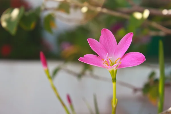 Zephyranthes flower — Stock Photo, Image