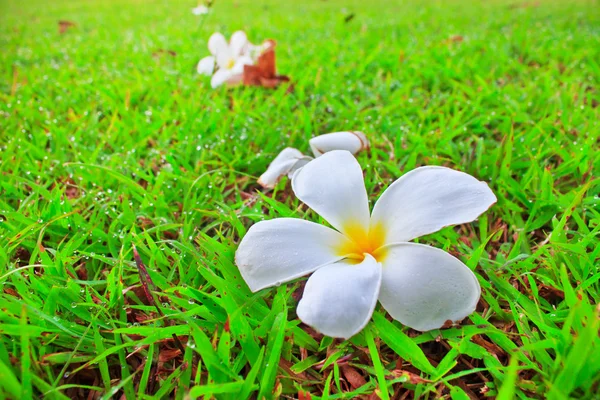 Plumeria — Fotografia de Stock