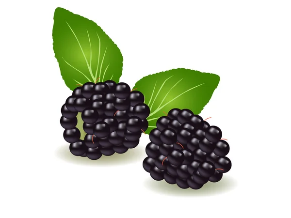Boysenberries — Διανυσματικό Αρχείο