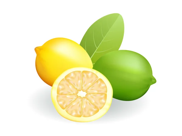 Lemon and lime — Stock Vector