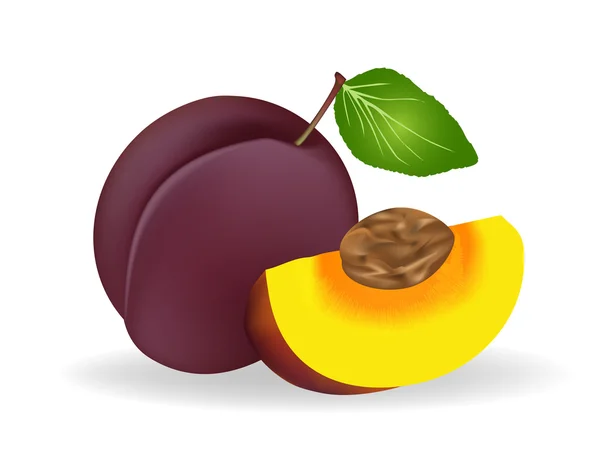 Plum — Stock Vector