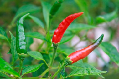 Olgun biber ağacı üzerinde